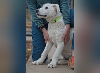 Emil sucht ein Zuhause