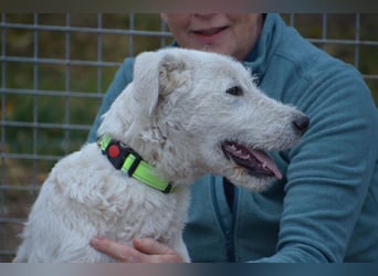 Emil sucht ein Zuhause