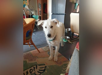 Emil sucht ein Zuhause