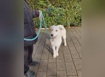 Emil sucht ein Zuhause