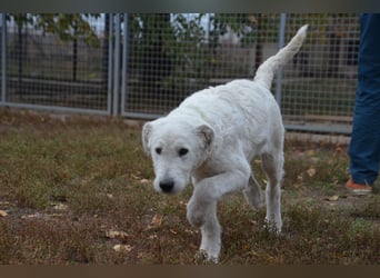 Emil sucht ein Zuhause