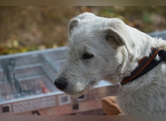 Emil sucht ein Zuhause