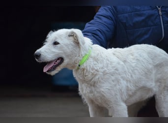 Emil sucht ein Zuhause