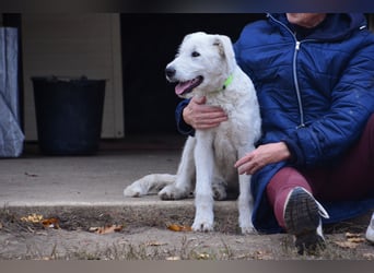 Emil sucht ein Zuhause