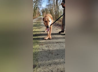 Gino - aus Mitleid gerettet und dann ins Tierheim abgegeben