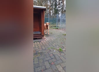 Gino - aus Mitleid gerettet und dann ins Tierheim abgegeben