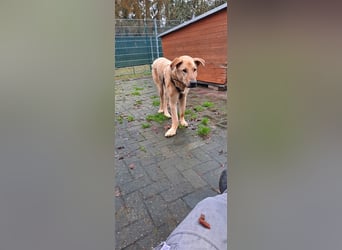 Gino - aus Mitleid gerettet und dann ins Tierheim abgegeben