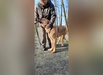 Gino - aus Mitleid gerettet und dann ins Tierheim abgegeben