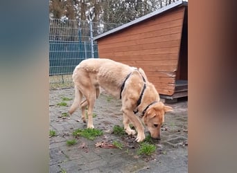 Gino - aus Mitleid gerettet und dann ins Tierheim abgegeben