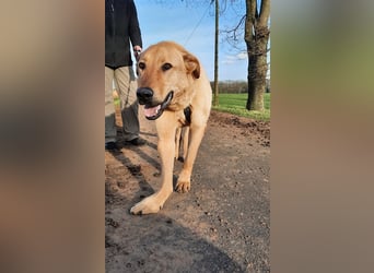 Gino - aus Mitleid gerettet und dann ins Tierheim abgegeben