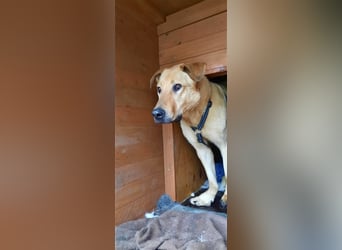 Gino - aus Mitleid gerettet und dann ins Tierheim abgegeben