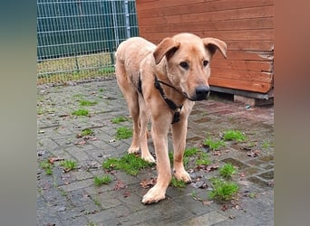 Gino - aus Mitleid gerettet und dann ins Tierheim abgegeben