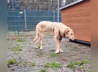 Gino - aus Mitleid gerettet und dann ins Tierheim abgegeben