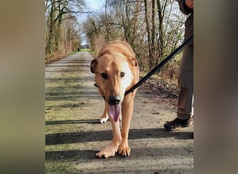 Gino - aus Mitleid gerettet und dann ins Tierheim abgegeben