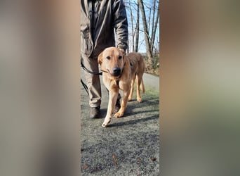 Gino - aus Mitleid gerettet und dann ins Tierheim abgegeben