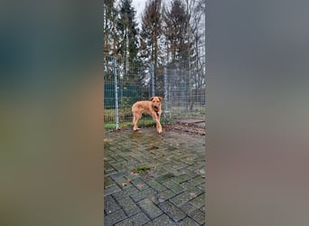 Gino - aus Mitleid gerettet und dann ins Tierheim abgegeben