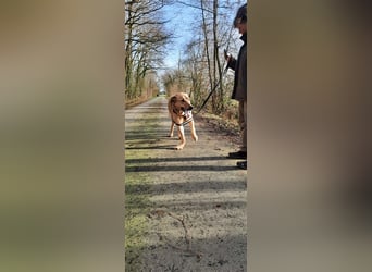 Gino - aus Mitleid gerettet und dann ins Tierheim abgegeben