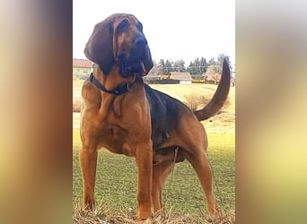 Bloodhound