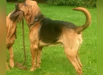 Bloodhound