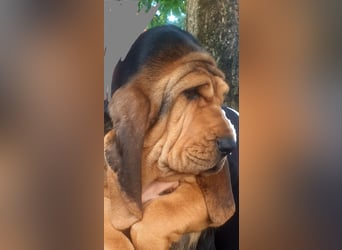 Bloodhound