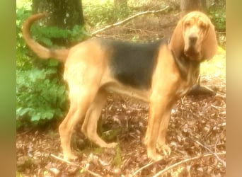 Bloodhound