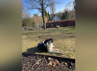 Milu sucht ihre Menschen