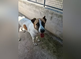 Arcibaldo sucht sein Glück