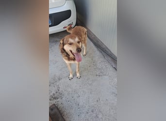 Ettore sucht sein für immer Zuhause