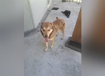 Ettore sucht sein für immer Zuhause