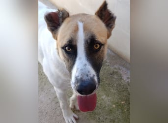 Arcibaldo sucht sein Glück