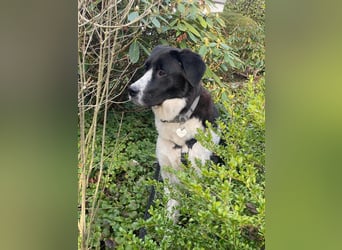 Milu sucht ihre Menschen