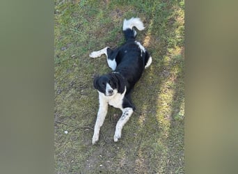 Milu sucht ihre Menschen