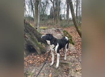 Milu sucht ihre Menschen