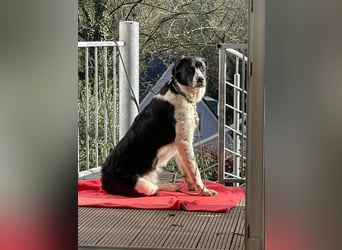 Milu sucht ihre Menschen