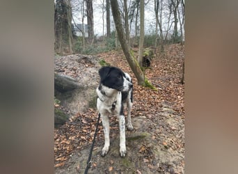 Milu sucht ihre Menschen