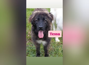 Tessa sucht ihre Menschen