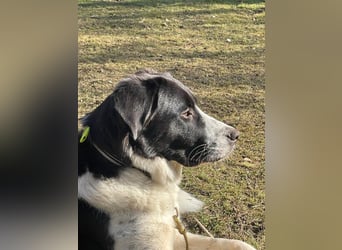 Milu sucht ihre Menschen