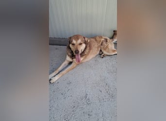 Ettore sucht sein für immer Zuhause