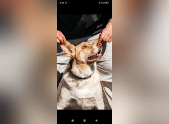 Doby sucht sein für immer Zuhause ❤️❤️❤️