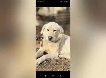 Ayris sucht ihr Für -immer -Zuhause ❤️❤️❤️