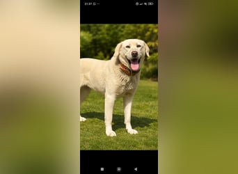 Ayris sucht ihr Für -immer -Zuhause ❤️❤️❤️