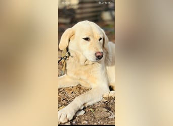 Ayris sucht ihr Für -immer -Zuhause ❤️❤️❤️