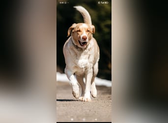 Doby sucht sein für immer Zuhause ❤️❤️❤️