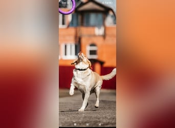 Doby sucht sein für immer Zuhause ❤️❤️❤️