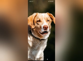 Doby sucht sein für immer Zuhause ❤️❤️❤️