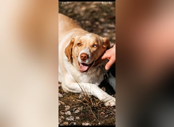 Doby sucht sein für immer Zuhause ❤️❤️❤️