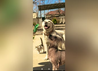 Ayris sucht ihr Für -immer -Zuhause ❤️❤️❤️