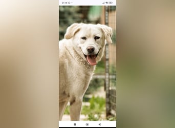 Ayris sucht ihr Für -immer -Zuhause ❤️❤️❤️