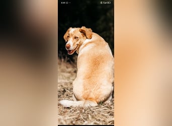 Doby sucht sein für immer Zuhause ❤️❤️❤️