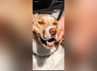 Doby sucht sein für immer Zuhause ❤️❤️❤️
